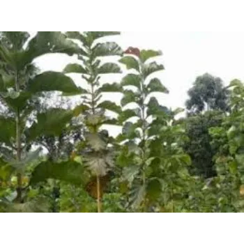 Organic Teak Plants Teak-Plant-9-5977786-11281.webp