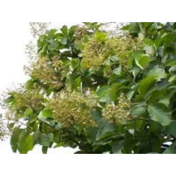 Organic Teak Plant Teak-Plant-9-9752673-12800.webp