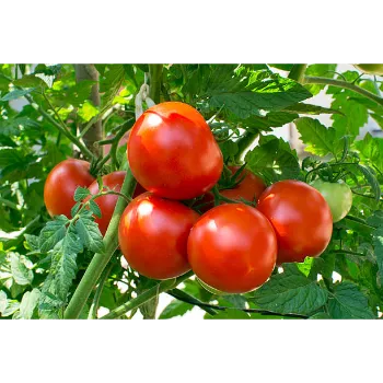 Tomato03-6015489-17936.webp