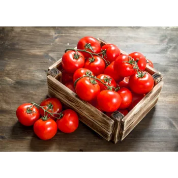 Tomato08-4212603-39032.webp