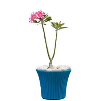 Sasi Traders Adenium Plant adenium-plant-04-1451504-73977.webp