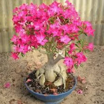 Natural Adenium Plant adenium-plant-04-8045781-46022.webp
