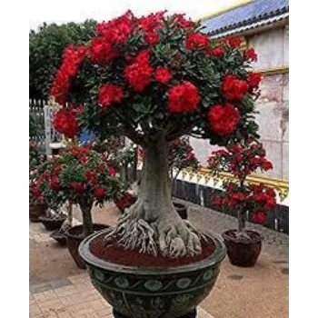 Common Adenium Plant adenium-plant5-9499184-9890.webp