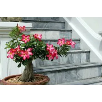 Natural Adenium Plant adenium1-1521877-61829.webp