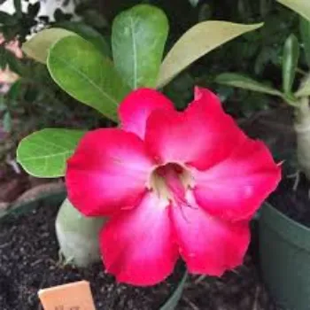Organic Adenium Plant adenium2-3627824-50871.webp