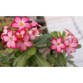 Common Adenium Plant adenium3-463234-52569.webp
