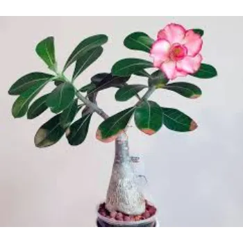 Fresh Adenium Plant adenium4-6559151-58328.webp