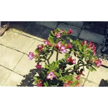 Natural Adenium Plant adenium5-5377488-45449.webp