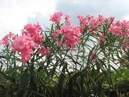 Fresh Arali Flowers arali-3215330-92713.jpg