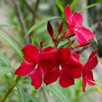 Natural Arali Flowers arali-flower01-4773308-19150.webp