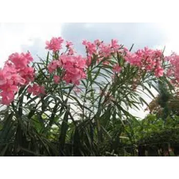 Organic Arali Flowers arali-flower02-3402067-30832.webp