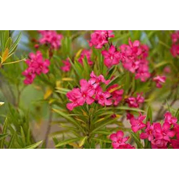 Natural Arali Flowers arali-flower03-4109782-5074.webp
