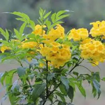 Fresh Arali Flowers arali-flower03-9731618-79695.webp