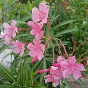 Fresh Arali Flowers arali-flower05-4725351-21136.webp