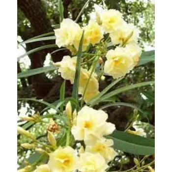 Organic Arali Flowers arali-flower08-6059911-76965.webp