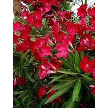Common Arali Flowers arali-flower09-1659119-70975.webp