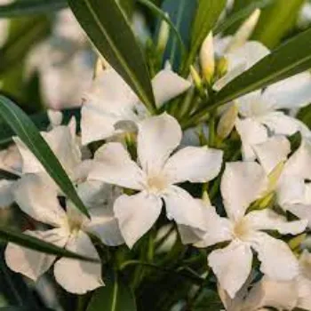 Natural Arali Flowers arali-flower09-5721646-92814.webp