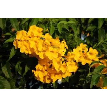 Natural Arali Flower arali-flower1-6742184-24576.webp