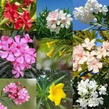 Fresh Arali Flowers arali-flower10-6856586-80586.webp
