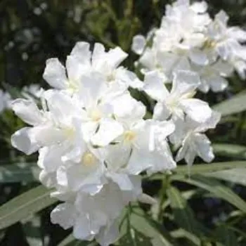 Organic Arali Flowers arali-flower10-7618050-97187.webp