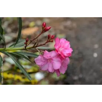 Fresh Arali Flowers arali-flower10-8846618-98854.webp