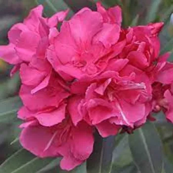 Natural Arali Flowers arali-flower11-6163353-81957.webp
