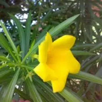 Fresh Arali Flowers arali-flower12-5067851-43110.webp