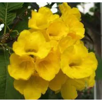 Organic Arali Flowers arali-flower13-8804738-27577.webp