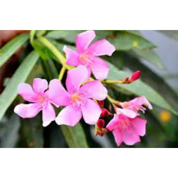 Common Arali Flowers arali-flower14-6079908-4496.webp