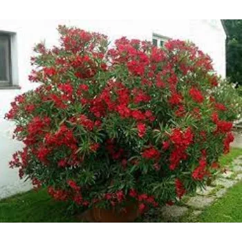 Natural Arali Flowers arali-flower15-6983775-23748.webp