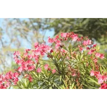 Fresh Arali Flower arali-flower2-741810-58794.webp