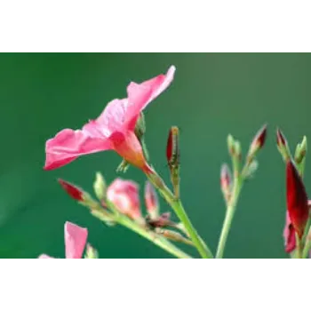 Natural Arali Flowers arali-flower3-259319-68558.webp