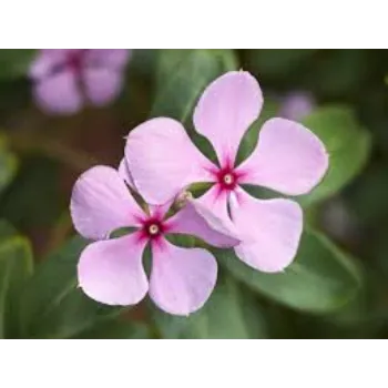 Organic Arali Flowers arali-flower4-5976730-61328.webp