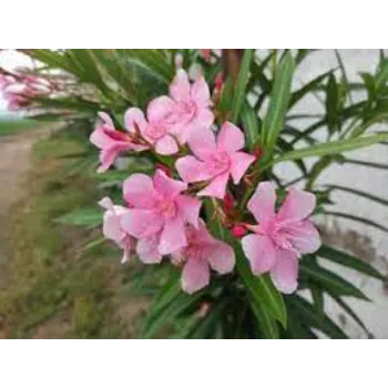 Fresh Arali Flowers arali-flower5-1394978-59830.webp