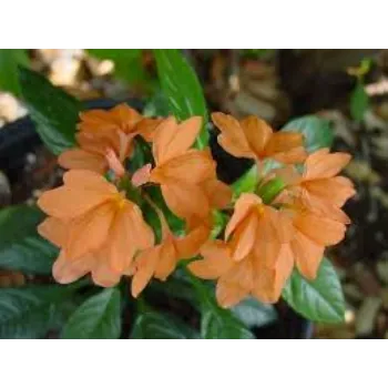 Natural Arali Flowers arali-flower6-3030059-13977.webp