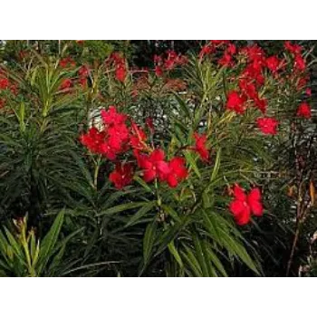 Fresh Arali Flowers arali-flower8-4742906-34613.webp