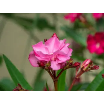 Natural Arali Flowers arali-flower9-9528356-25273.webp
