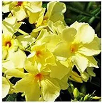 Yellow Arali Flowers arali-flowers-01-1723610-58692.webp