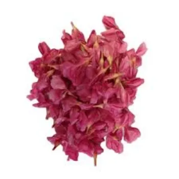 RAJESWARI NURSERY Arali Flowers arali-flowers-01-3950862-62119.webp
