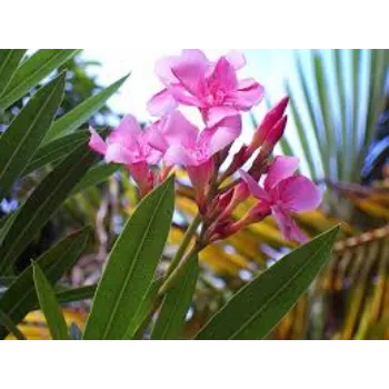 Fresh Arali Flowers arali-flowers-02-7618515-23144.webp