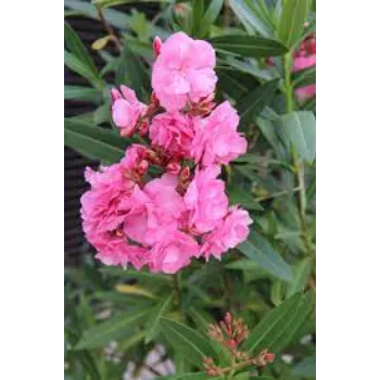 Fresh Arali Flowers arali-flowers-02-8450035-4352.webp