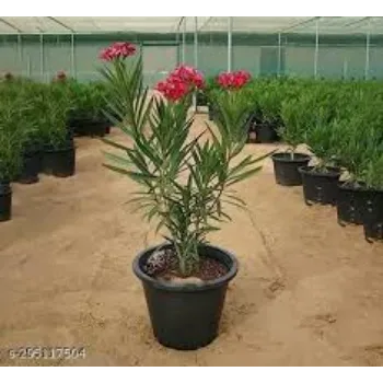 fresh Arali Flowers arali-flowers-03-4164359-3622.webp