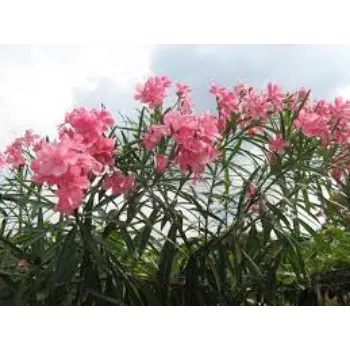 Fresh Arali Flowers arali-flowers-03-8492286-29885.webp
