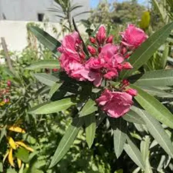 Fresh Arali Flowers arali-flowers-04-1154094-17464.webp