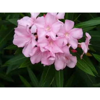Fresh Arali Flowers arali-flowers-04-4005357-85450.webp