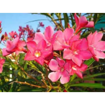 Red Arali Flowers arali-flowers-06-4544055-83631.webp