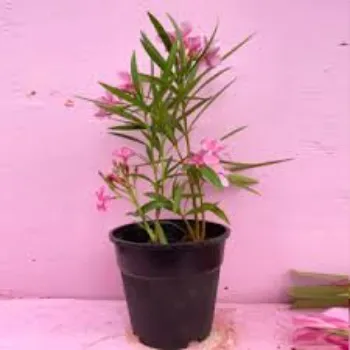 fresh Arali Flowers arali-flowers-06-4608985-51739.webp