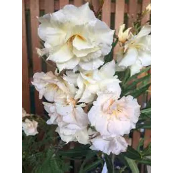 Newly Harvested Arali Flowers arali-flowers-06-5184771-3574.webp