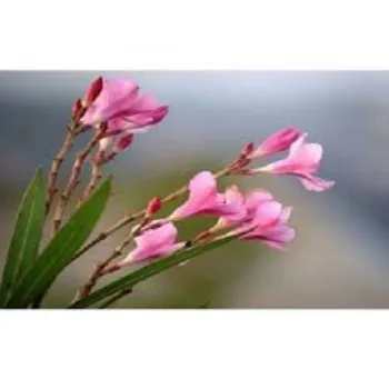 Fresh Arali Flowers arali-flowers-07-828899-96377.webp