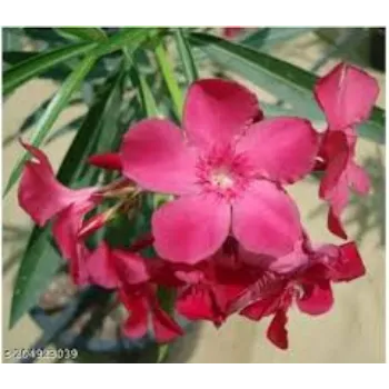 Red Arali Flowers arali-flowers-09-3510477-4067.webp
